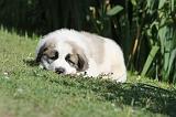 SAINT BERNARD 044